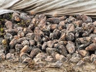 perissabilite-de-la-betterave-2