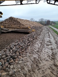 perissabilite-de-la-betterave-3