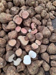 perissabilite-de-la-betterave-4