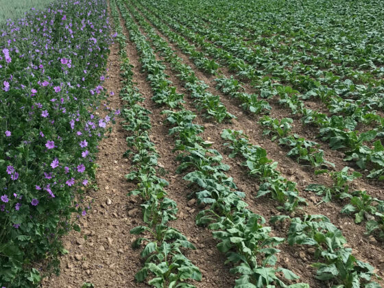 pratiques betteravières