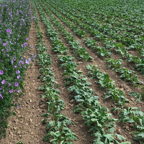 pratiques betteravières